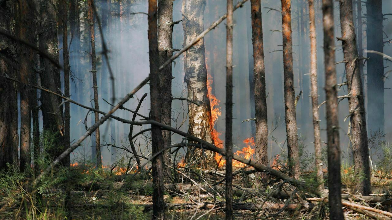 Лесной пожар в Ростовской области охватил более 200 гектаров