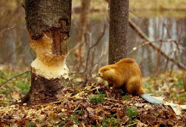 Новгородские бобры за первые полгода погрызли более 300 гектаров леса