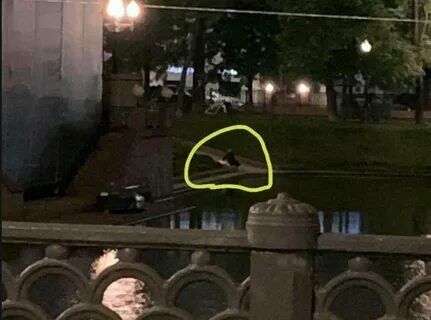 Очевидец сфотографировал предполаемого убийцу лебедя на Патриарших прудах