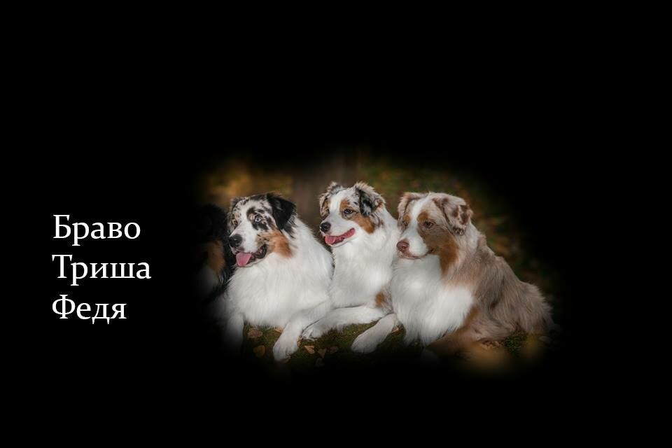 Зверская расправа: за что убили трех собак Алексея Плошко?