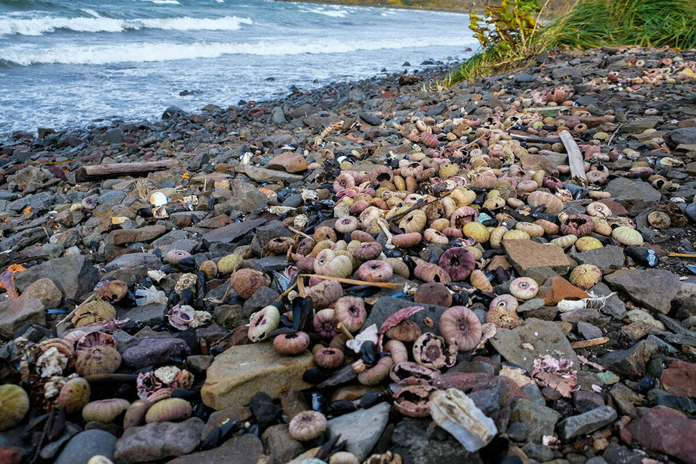 В РГО причиной гибели морских животных на Камчатке назвали кислородное голодание