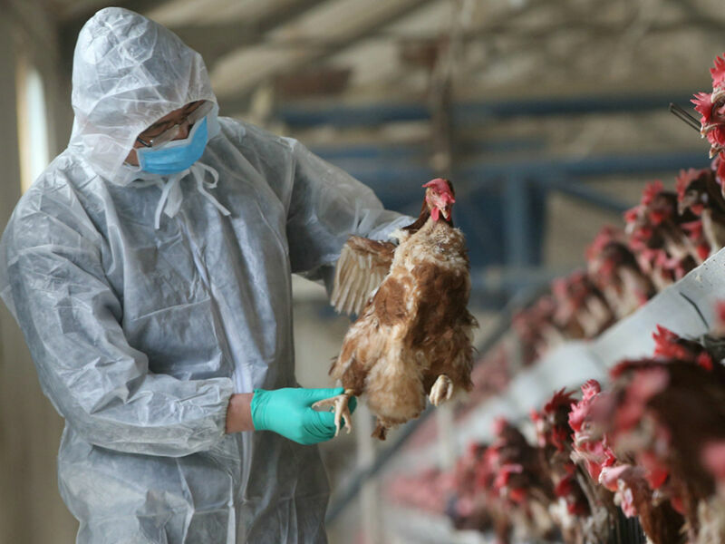 Анна Попова не исключила, что птичий грипп начнет распространяться среди людей