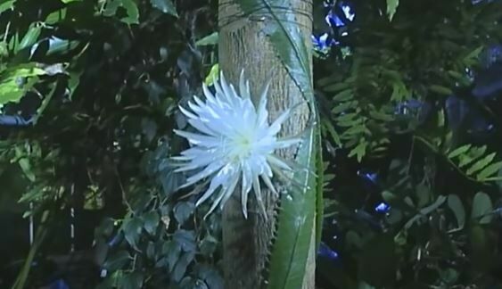 Ботаникам Кембриджа удалось заснять редчайшее цветение тропического кактуса