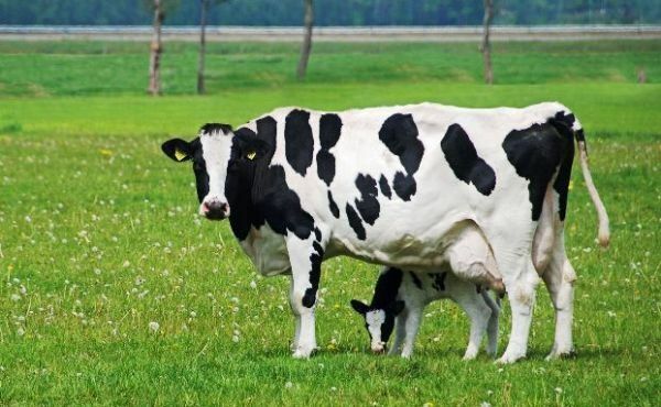 Одна российская корова в среднем кормит 34 человека