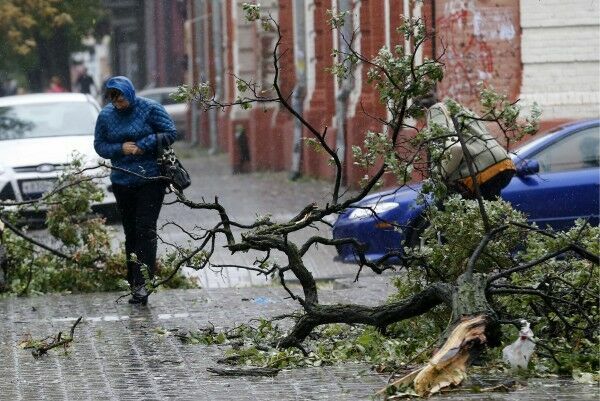 Ветер в Москве повалил более 150 деревьев