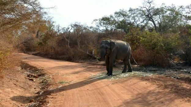 На Шри-Ланке идет война людей и слонов