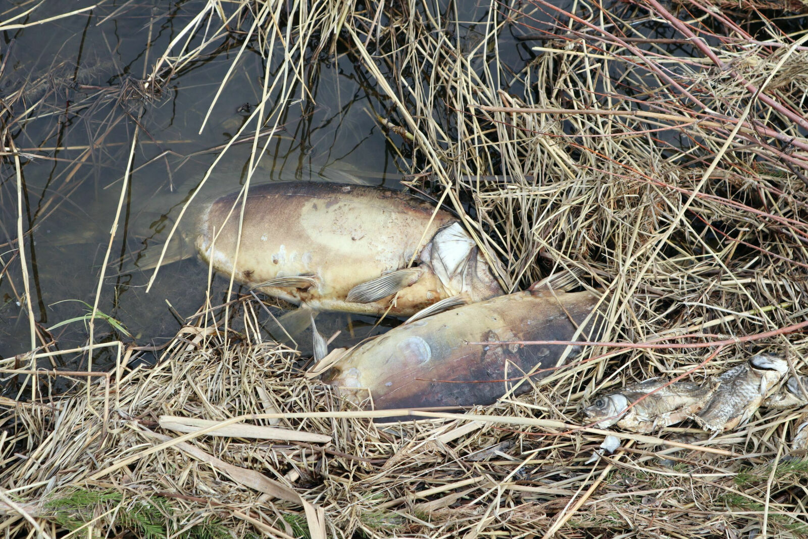 В Чувашии зафиксировали массовую гибель рыбы