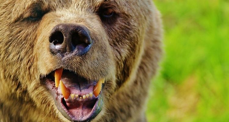 В Сочи медведь растерзал пенсионерку