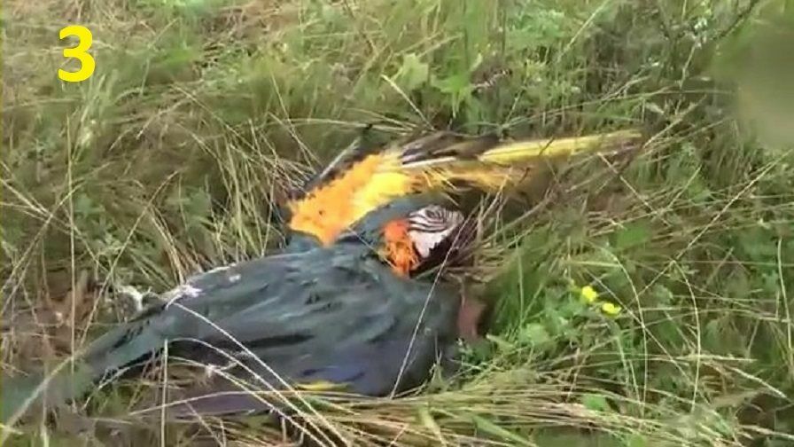 На полях в окрестности села Петропавловка жителями и журналистами было обнаружено большое количество тушек экзотических птиц.