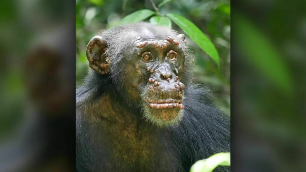 У живущих в дикой природе шимпанзе впервые обнаружили проказу
