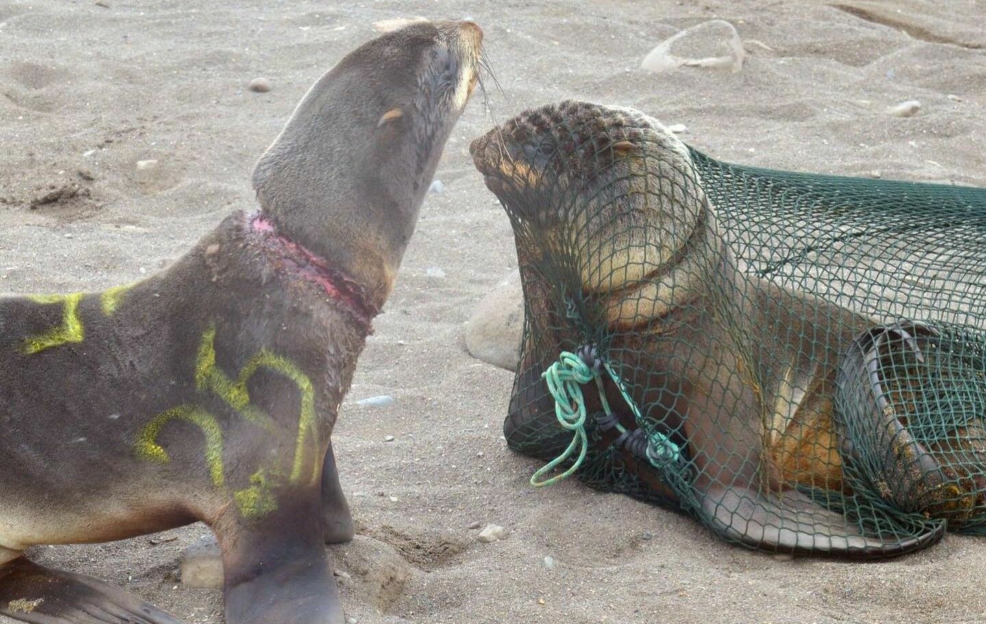 В Сахалинской области активисты спасли от гибели  28 морских котиков