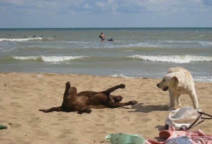 МЧС запретило брать на пляж животных