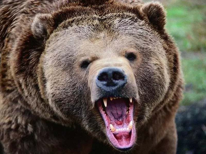 Увеличение охотничьего сезона на медведя ведет к росту агрессии