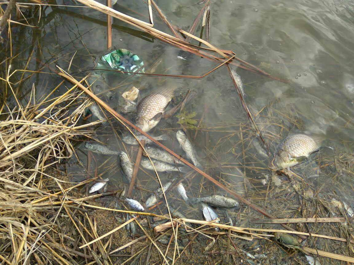 В озерах Волгоградской области из-за химикатов массово гибнет рыба