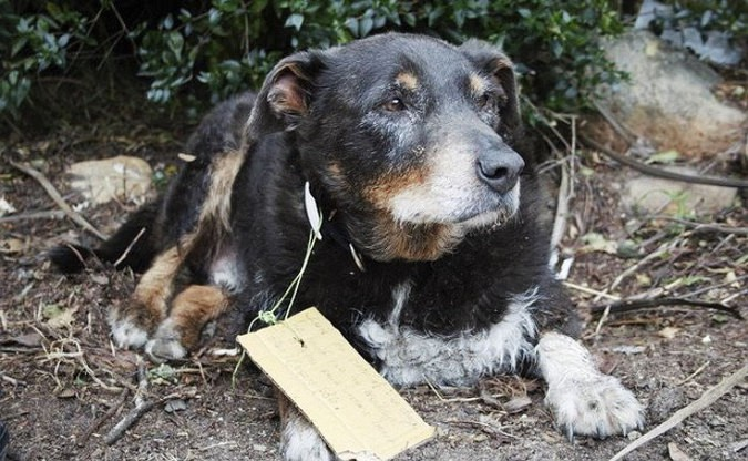 12-и летний пес Луи внезапно исчез из дома, чтобы спасти соседскую собаку, попавшую в беду. 