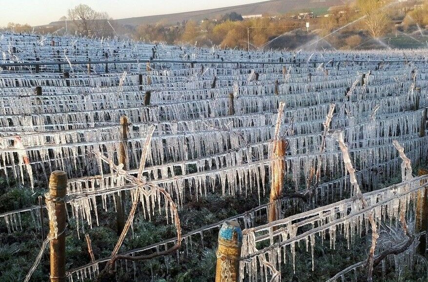 Производство вина во Франции снизится на треть после заморозков