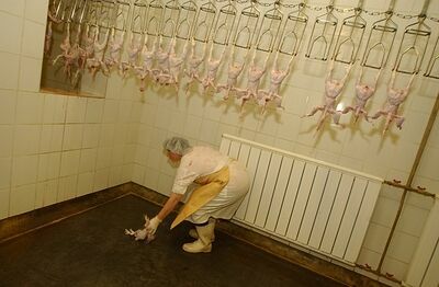 Тайна зернового экспорта: Россия променяла говядину на курятину