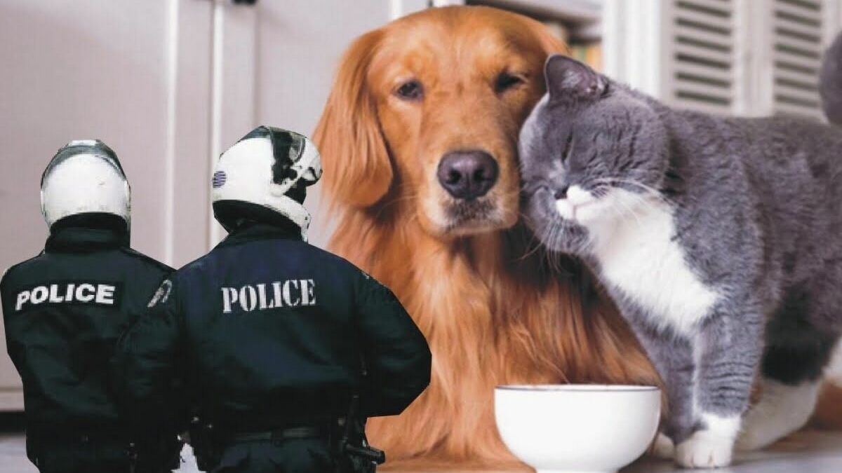 В Греции сотрудники полиции теперь обязаны знать и защищать права собак и кошек