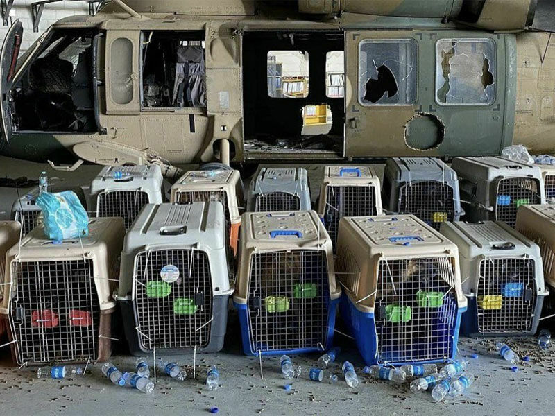 Американские военные бросили служебных собак в Афганистане