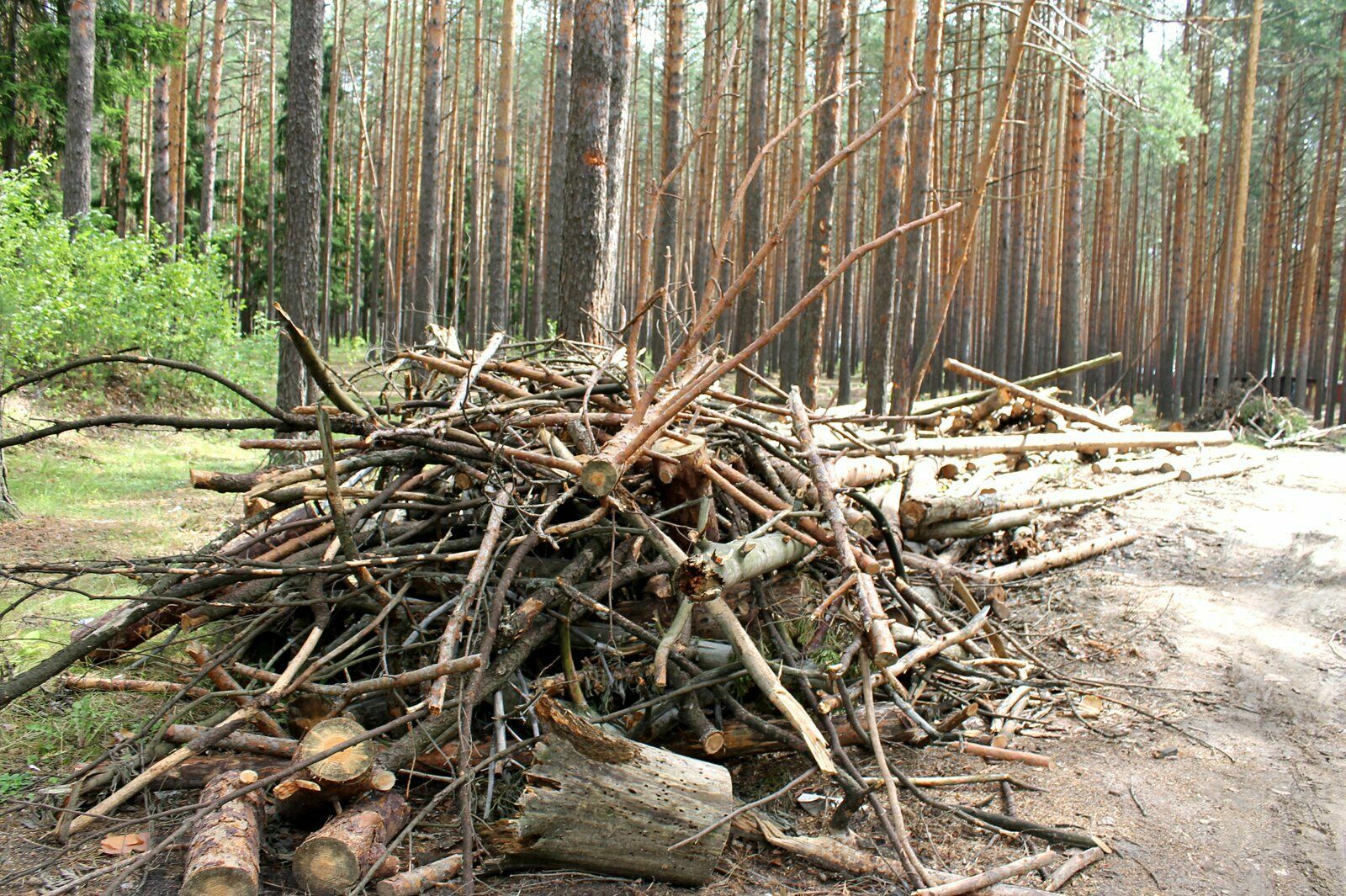 Конец средневековья: в лесах позволят собирать хворост без разрешения