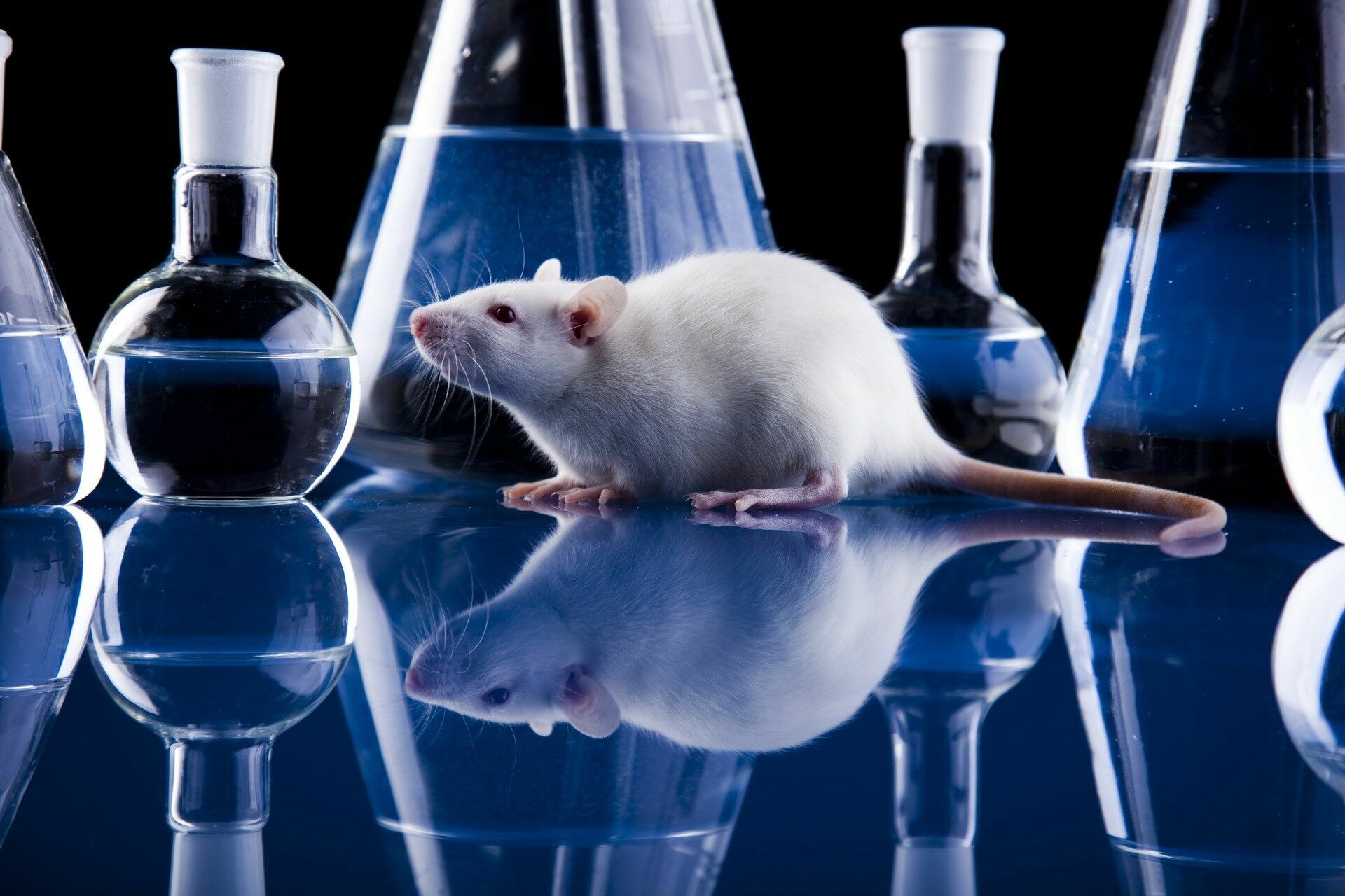 США отправит в Россию лабораторных мышей для испытания вакцины от COVID-19