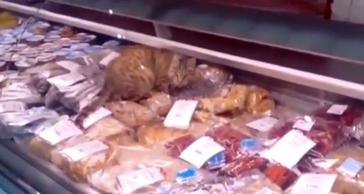 Магазин рыбных деликатесов выставил счет за съеденных котом кальмаров аэропорту Владивостока