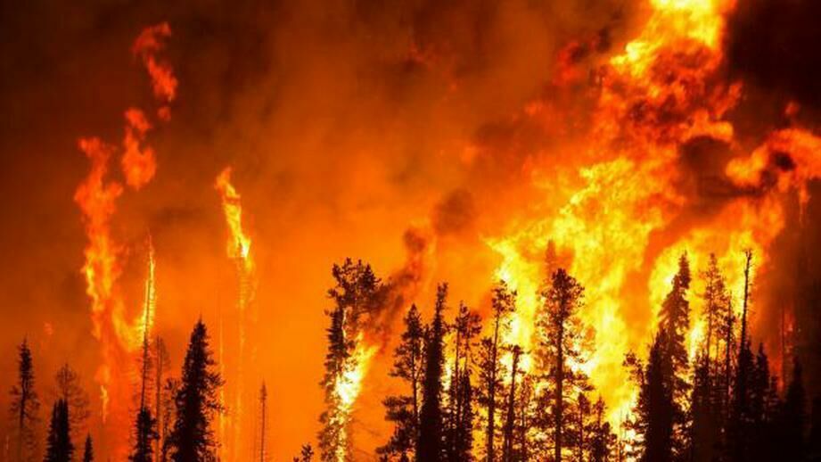 Лесные пожары нанесли ущерб на 2,4 млрд рублей