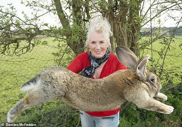 «Очень печальный день»: у бывшей модели Playboy украли самого большого кролика в мире