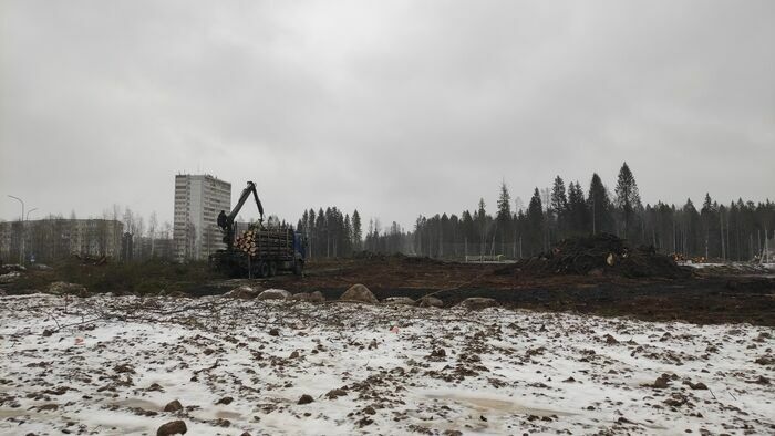 Сквер Петрозаводска лишился лесной зоны за одну ночь