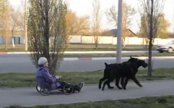 Пенсионерка из Казахстана ездит по городу в упряжке из двух шнауцеров
