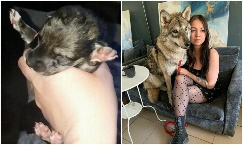 Жительница Уфы вырастила волчицу и стала звездой соцсетей