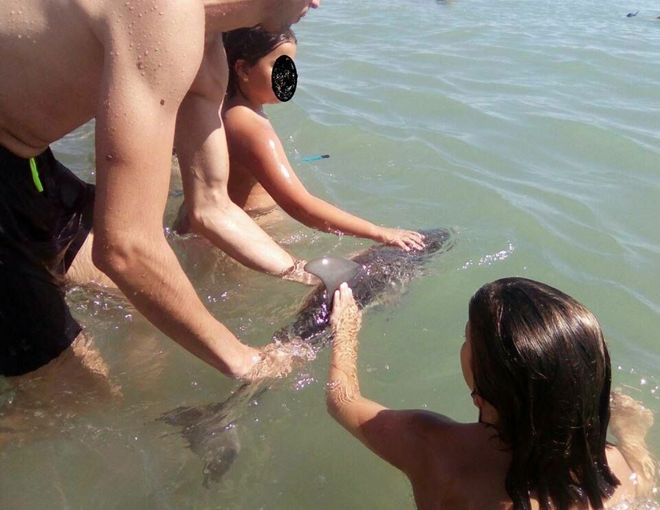 В Испании детеныш дельфина погиб из-за стресса от делающих селфи туристов