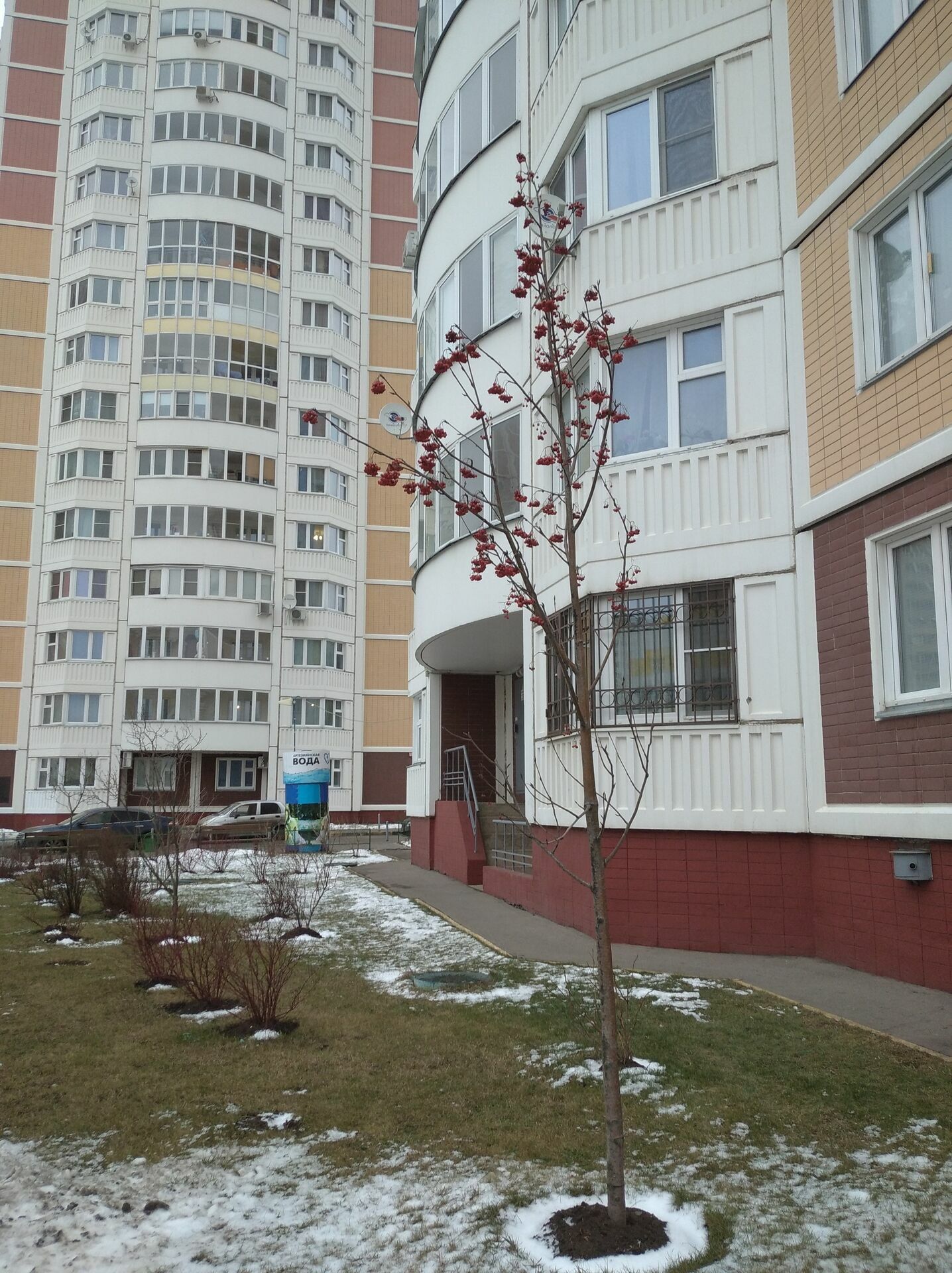 Расследование "НИ": сколько деревьев останется в московских дворах после реновации