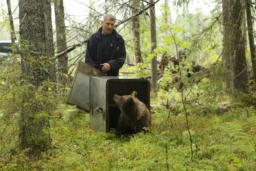 Выпускник медвежьего приюта отправляется во взрослую жизнь