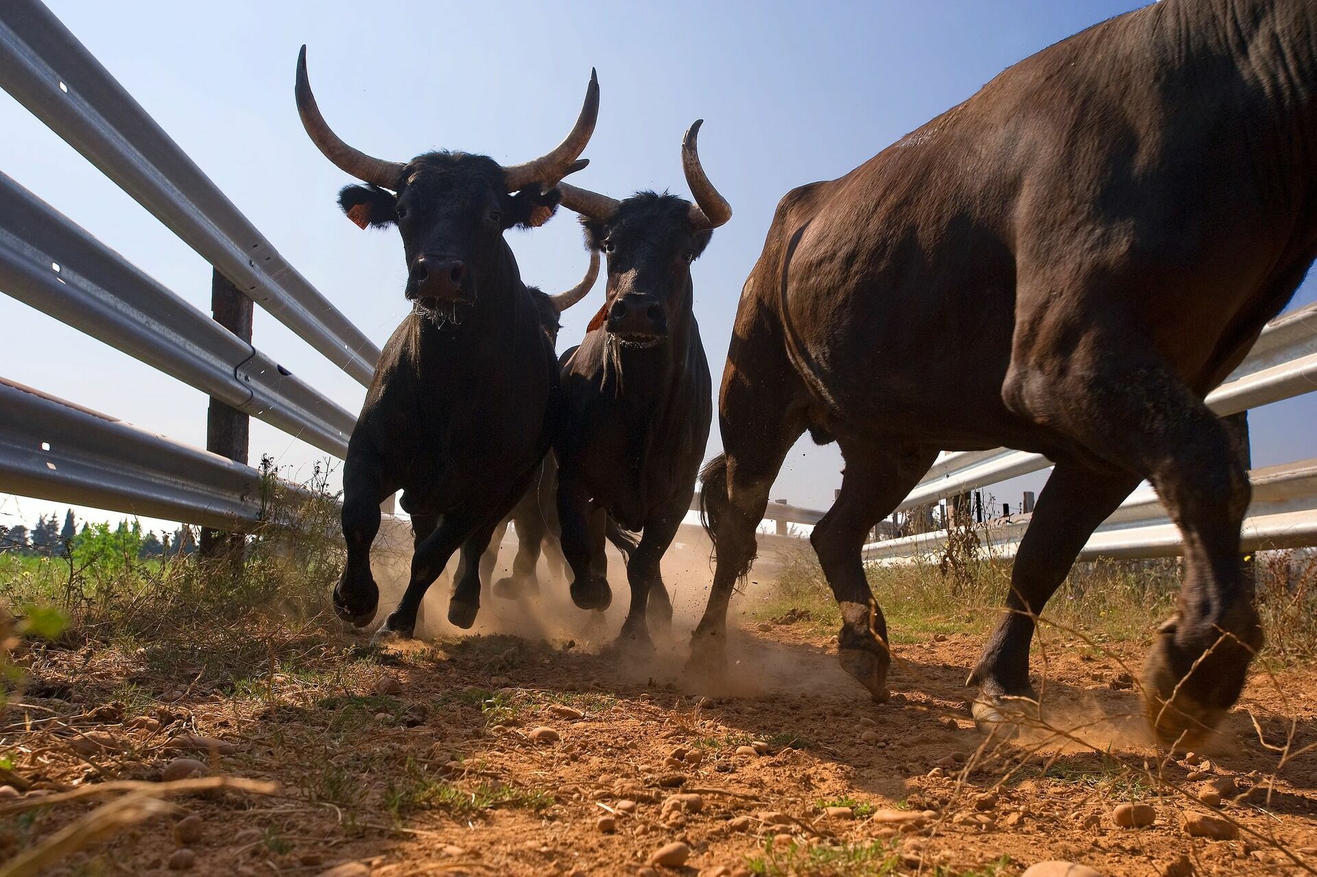 В Канзасе небывалая жара и влага убили тысячи голов крупного рогатого скота