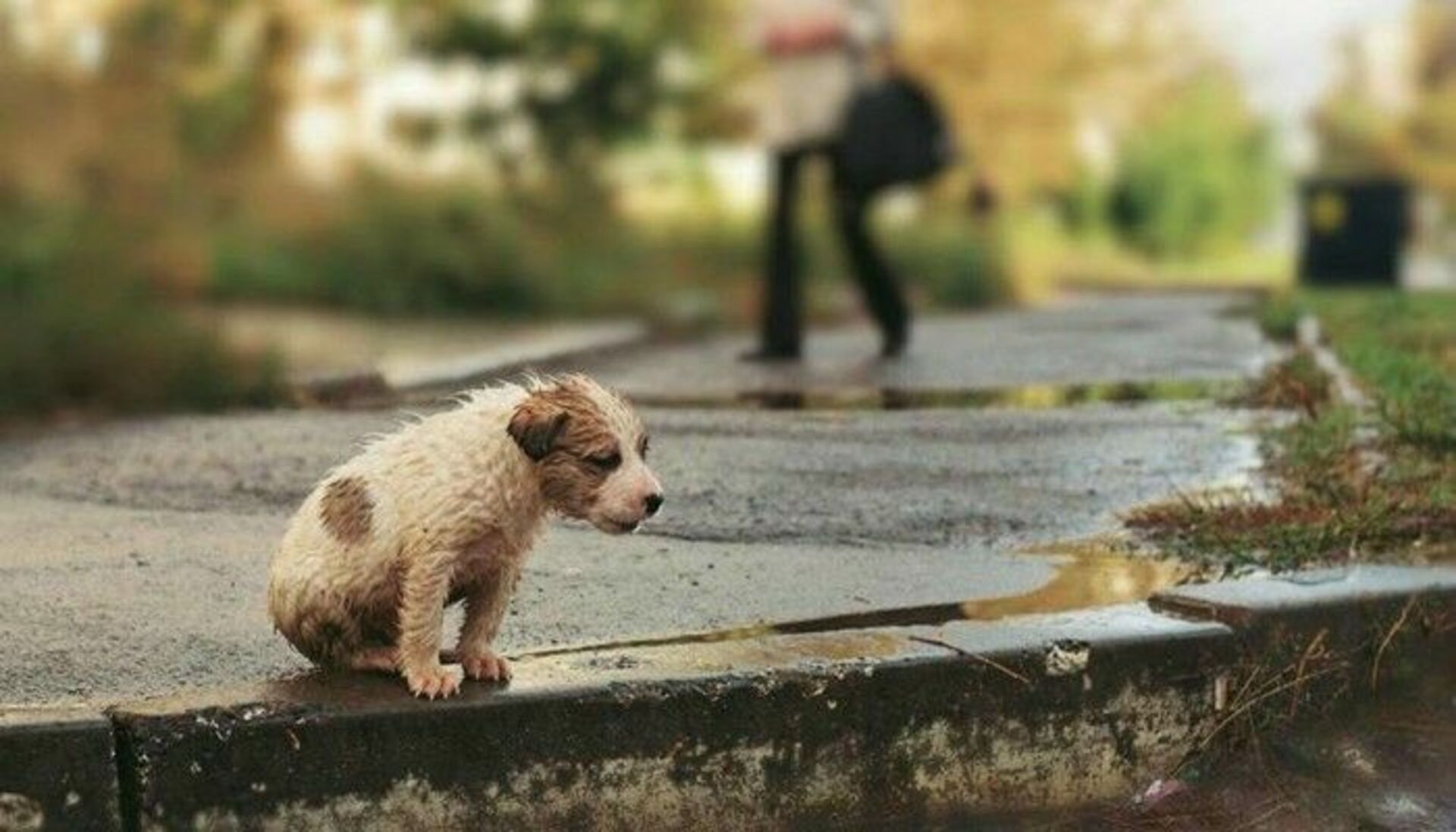 Щенок живет на улице. Брошенный щенок. Бездомный щенок. Щенок на улице.