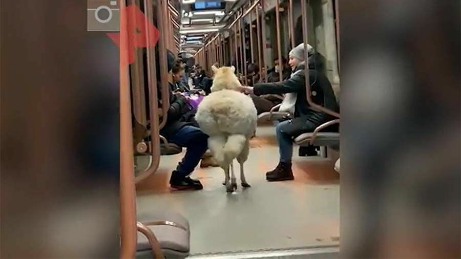 В московском метро прокатилась альпака (ВИДЕО)