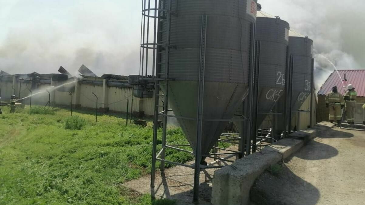 При пожаре на ферме в Ростовской области погибли 11 тысяч свиней