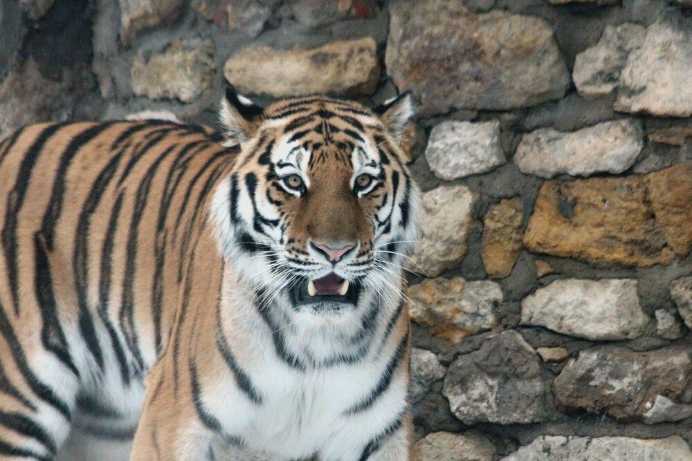 В Приморском крае отловили убившего семь собак тигра