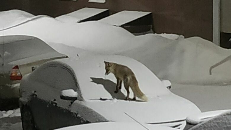 Дикие лисы пришли во дворы на окраине Оренбурга