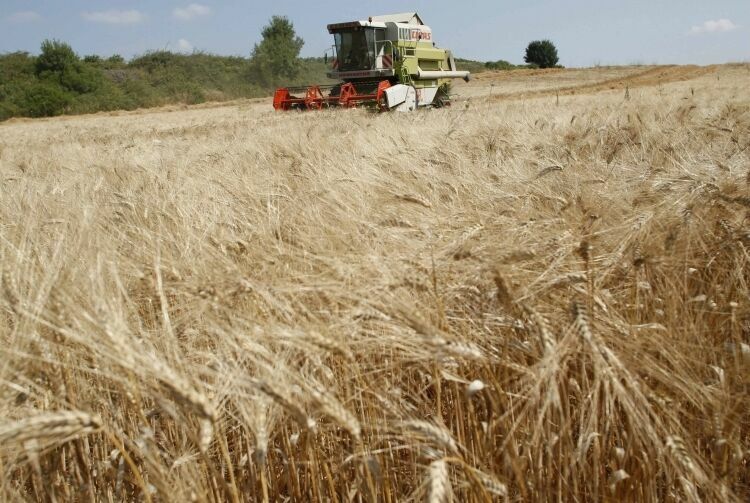 Россия претендует на мировое лидерство по экспорту зерна