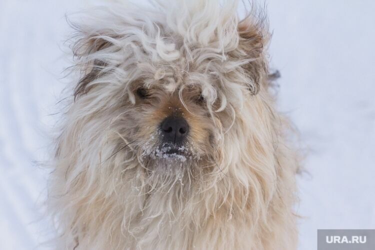 В аэропорту Екатеринбурга насмерть замерзла собака, оставленная хозяйкой