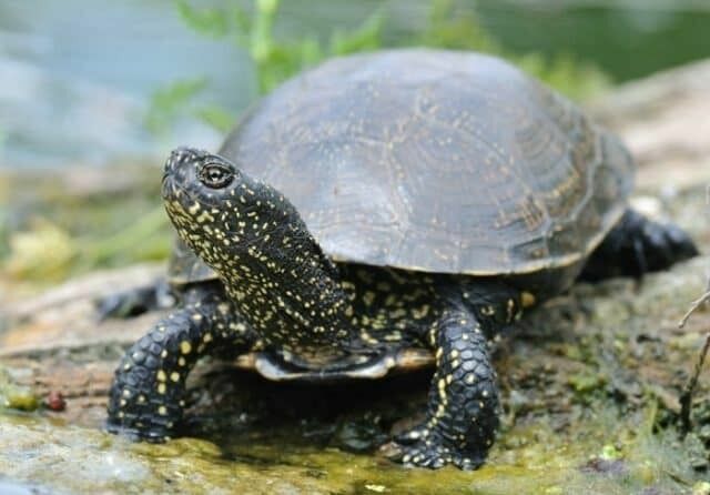 Черепахи - тоже обитатели местного водоема