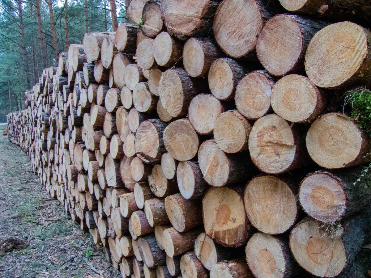 Литва испытывает  дефицит древесины из-за антироссийских санкций