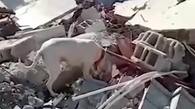 Видео дня: в Турции собака принесла хлеб к разрушенному дому хозяина