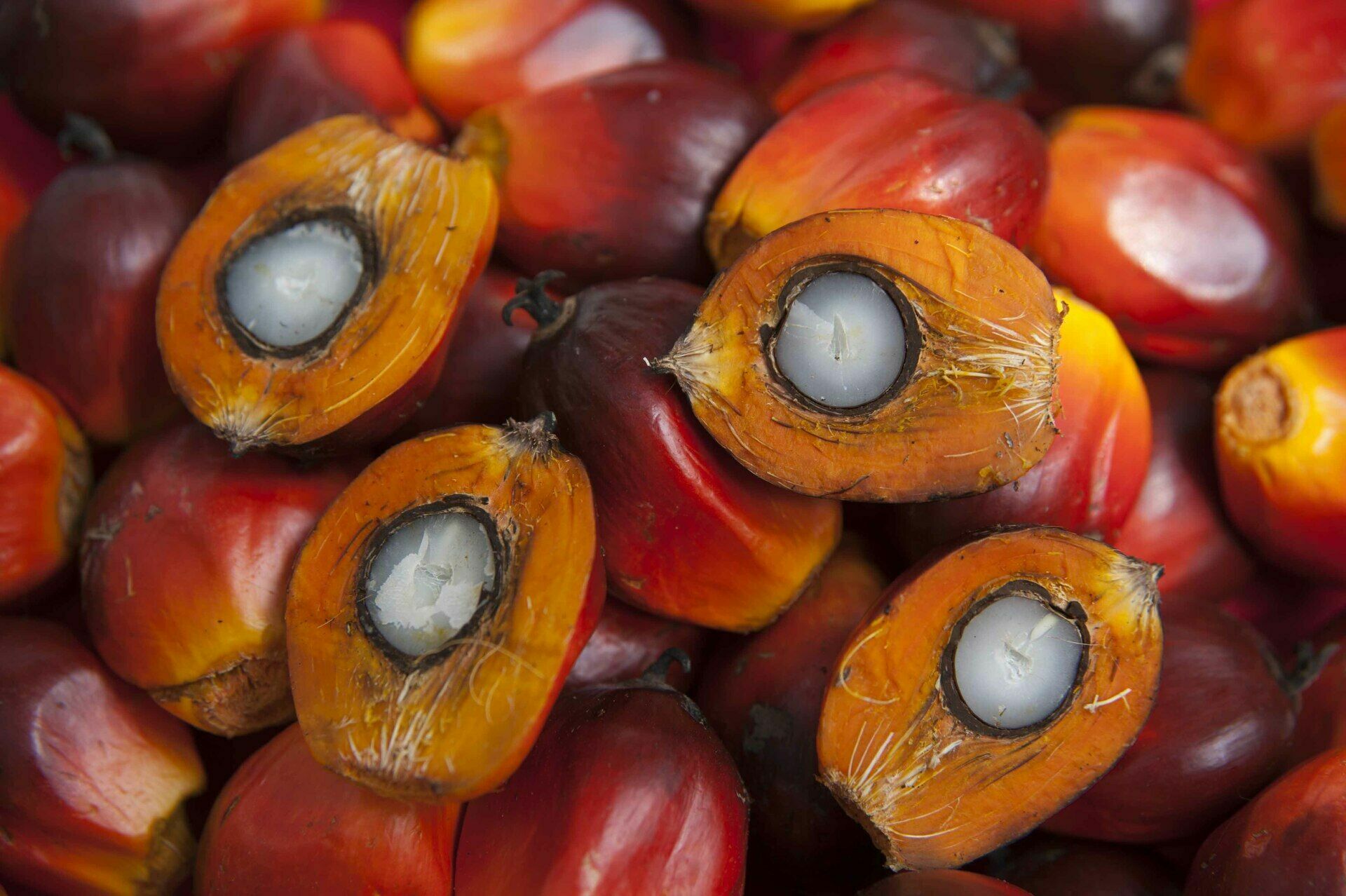 Госдума повысила НДС на пальмовое масло и снизила на российские фрукты