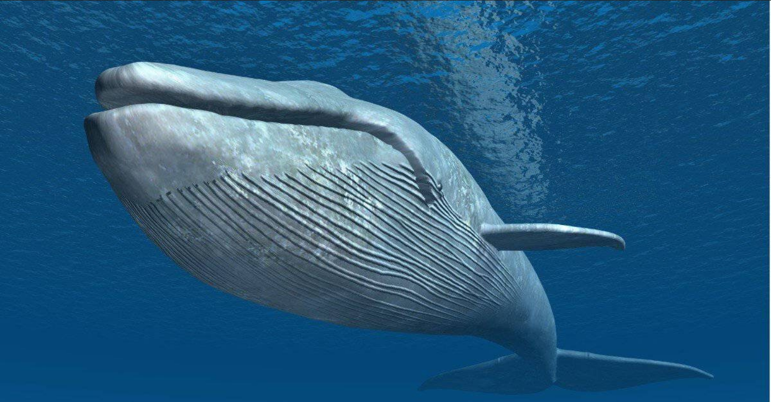 10 млн частиц микропластика поглощают в день голубые киты