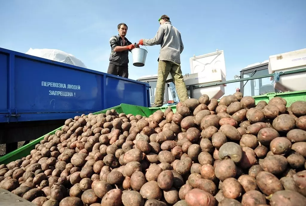 Обеспеченность собственным семенным картофелем в России опустилась до 6,7%