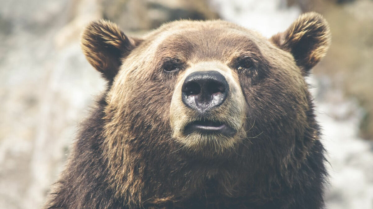 В Партизанске медведь напал на мужчину