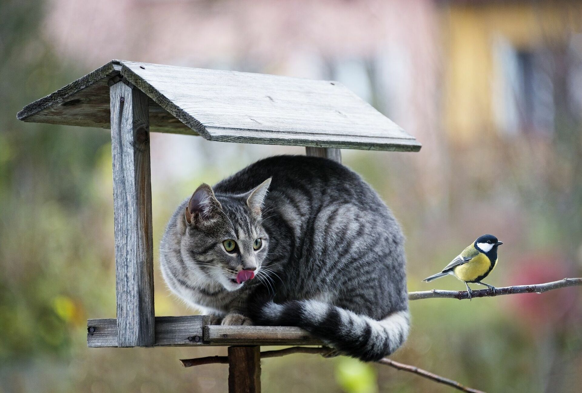 Звук птиц для кошек слушать. Птички для кошек. Кот в кормушке для птиц. Кот охотится на птиц. Кот и синица.